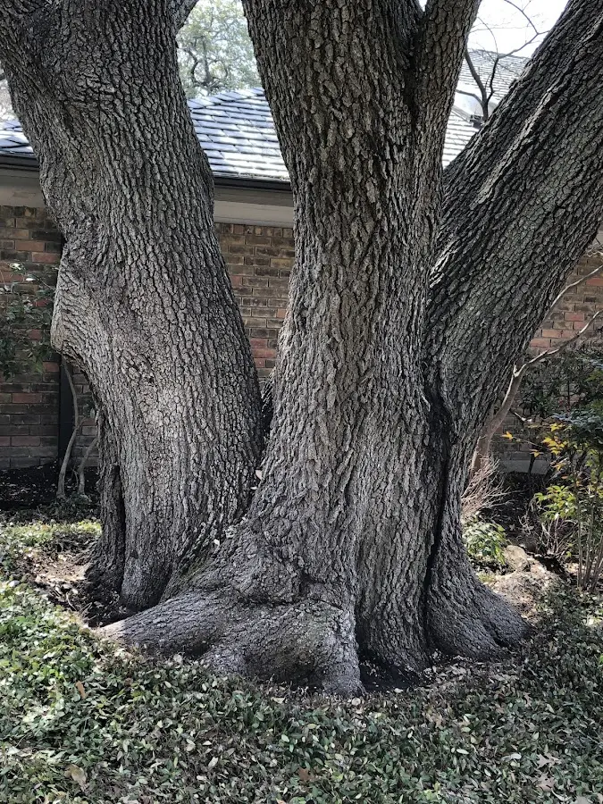 Mature heritage tree close to a Cazenovia property cared for by certified arborists